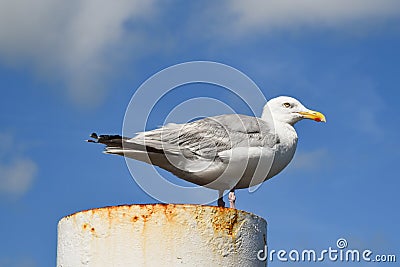 Texel, Netherlands. August 2022. Resting seagull on a rusty mooring post. Stock Photo