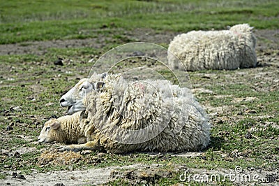Texel sheep, mother with lamb resting on the ground Stock Photo