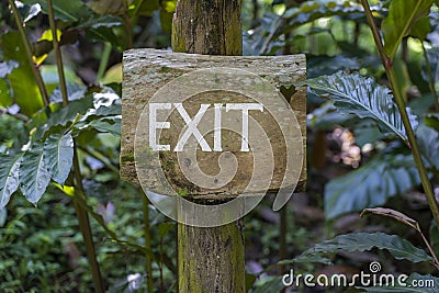 Text exit on a wooden board in a rainforest jungle of tropical Bali island, Indonesia. Exit wooden sign inscription in the asian Stock Photo