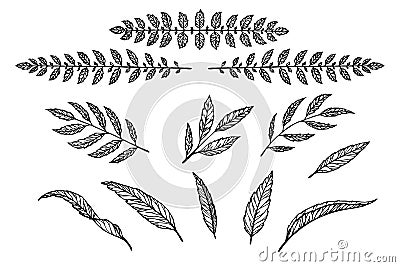 Text separator set of leaves and branches linear pattern Vector Illustration