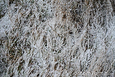 Textur Snow grass yellow brown with some branchea Stock Photo