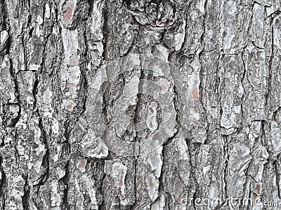 Textura de corteza de un arbol / Bark texture of a tree Stock Photo