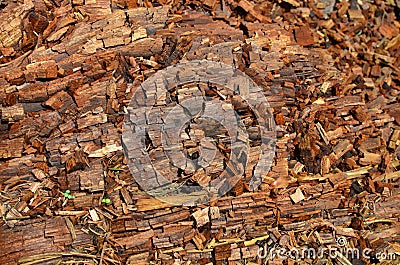 Textura de madera Stock Photo