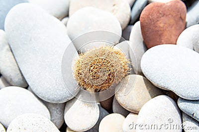 Textural Contrast: Fuzzy Tumbleweed Amongst Smooth Pebbles Stock Photo