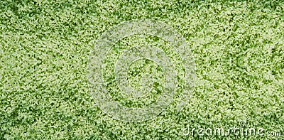 texture abstract background macro image of slime mushroom. Physarum polycephalum. Mycetozoa Stock Photo