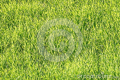 Texture.Abstract bright green grass back Stock Photo