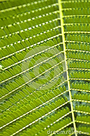 Texture of Acacia leaves. Stock Photo