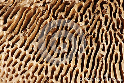 Texture agaric macro, mushroom Stock Photo