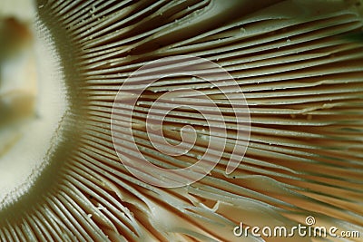 Texture agaric mushroom Stock Photo