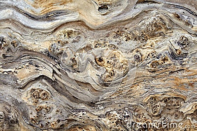 The texture of an amazing tree sprinkled with sea sand Stock Photo