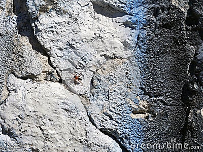 Texture of an ancient stone gray wall with cracks and a spider Stock Photo