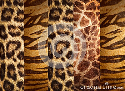 Texture of animal skins Stock Photo