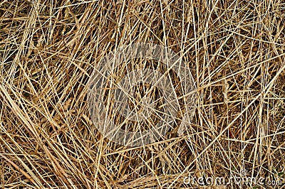 https://thumbs.dreamstime.com/x/texture-background-hay-5516420.jpg