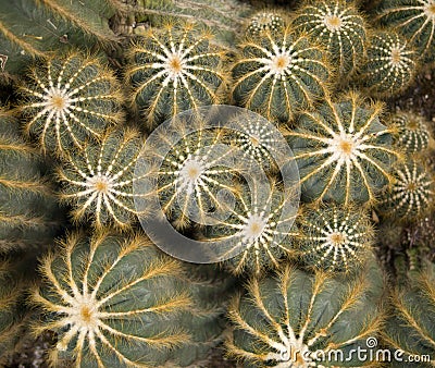 Green Spiny Cactus Background Stock Photo