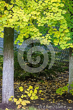 Texture, background, pattern. Autumn leaves of lindens are yellow on a tree. Photographed in counter light. linden, lime, fake, c Stock Photo