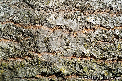 Texture, background, pattern. bark of tree. Outer, above the woo Stock Photo