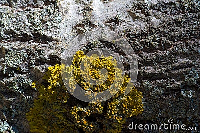Texture, background, pattern. bark of tree. Outer, above the woo Stock Photo