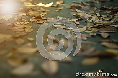 Texture and background selective focus of the dried leaves falled on the wet cement ground Stock Photo