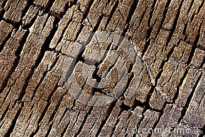 Texture background - tree cracked bark Stock Photo