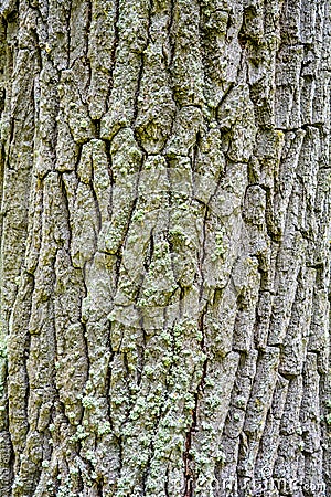 Texture of bark of ancient mighty oak tree trunk with moss and lichen Stock Photo
