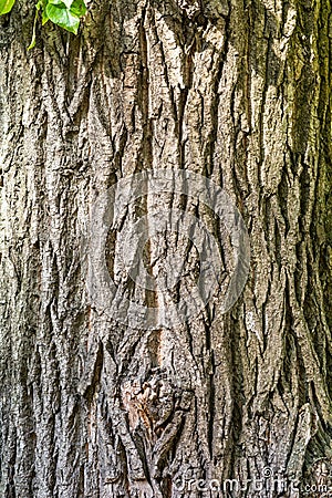 Texture of bark of ancient mighty oak tree trunk with moss and lichen Stock Photo