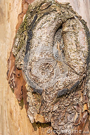 Texture of bark of ancient mighty oak tree trunk with moss and lichen Stock Photo