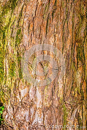 Texture of bark of ancient mighty oak tree trunk with moss and lichen Stock Photo