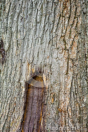 Texture of bark of ancient mighty oak tree trunk with moss and lichen Stock Photo