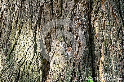 Texture of bark of ancient mighty oak tree trunk with moss and lichen Stock Photo