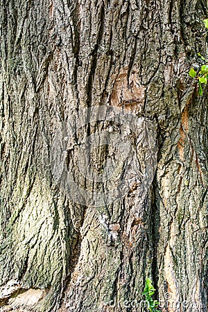 Texture of bark of ancient mighty oak tree trunk with moss and lichen Stock Photo