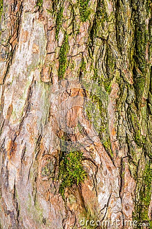 Texture of bark of ancient mighty oak tree trunk with moss and lichen Stock Photo