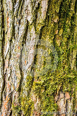 Texture of bark of ancient mighty oak tree trunk with moss and lichen Stock Photo