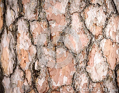 The texture of the bark. Background image. Natural. Stock Photo