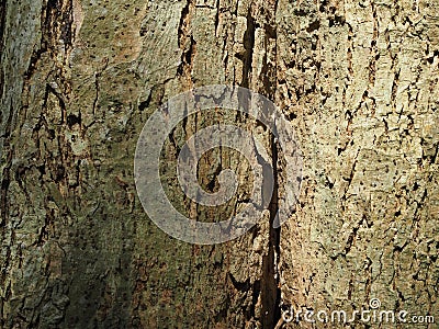 Texture of the bark Stock Photo