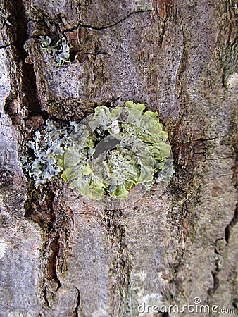 Wood bark texture Stock Photo