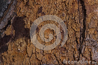 Bark texture pattern background,Bark of the tree,Cracking of tree bark Stock Photo