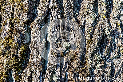 The texture of the bark of an old tree. lifeless dry tree. close-up Stock Photo