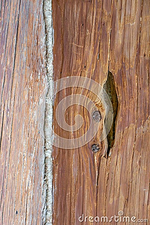 Texture of the bark of an old tree Stock Photo