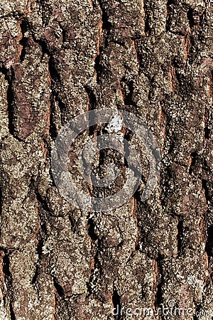 Texture Bark of Pine Tree Stock Photo