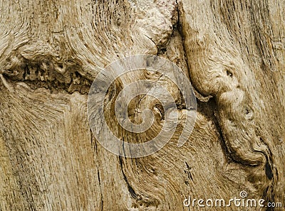 Texture of bark wood Stock Photo
