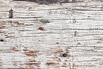 Texture of bark wood Stock Photo