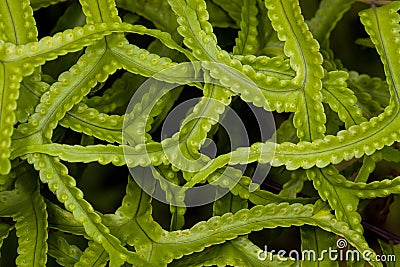 The texture of a beautiful fern Stock Photo