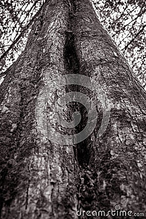 Texture of the big tree in black and white tone. Stock Photo