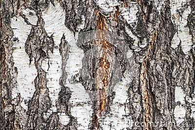 The texture of the birch bark Stock Photo