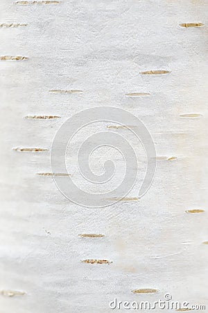 Texture of a birch bark of a young tree. Macro. Wallpaper Stock Photo