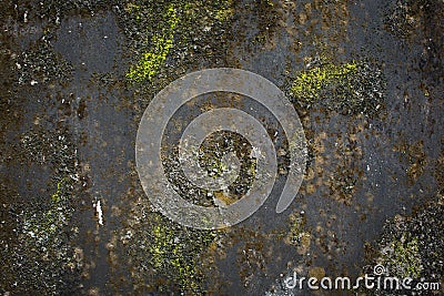 Texture of black grunge concrete and green moss. Stock Photo