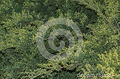 The texture of the branches of the juniper Stock Photo