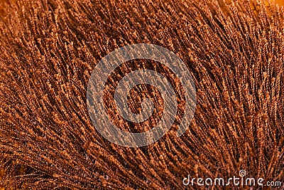 Texture of bright brown faux fur. Stock Photo