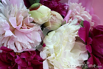 Texture of bright and white peonies with open and closed buds Stock Photo