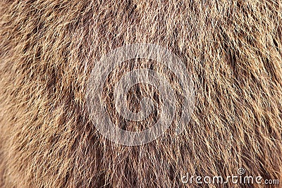 texture brown Siberian bear Ursidae skins Stock Photo